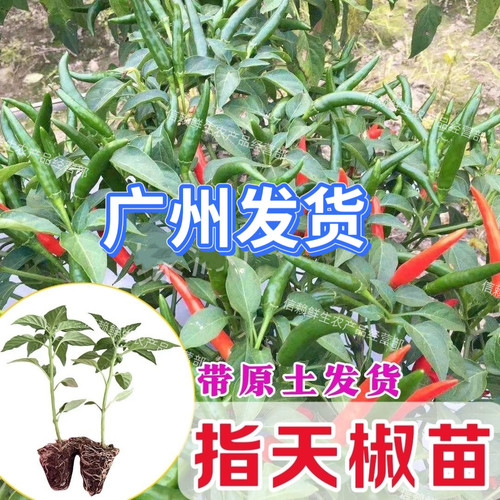 朝天椒苗指天椒苗阳台农田种植