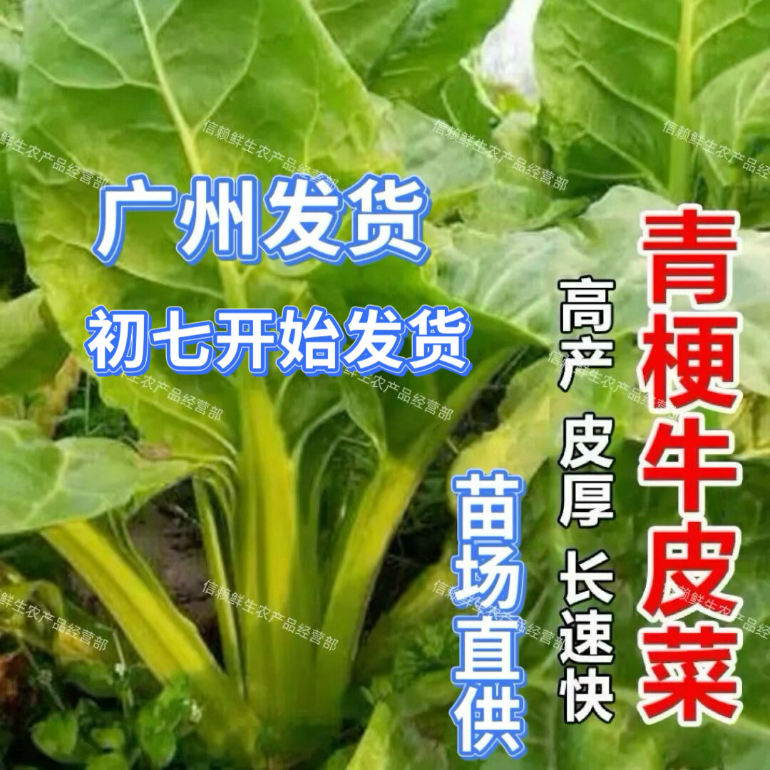 广东牛皮菜苗莙荙菜秧苗猪乸菜苗