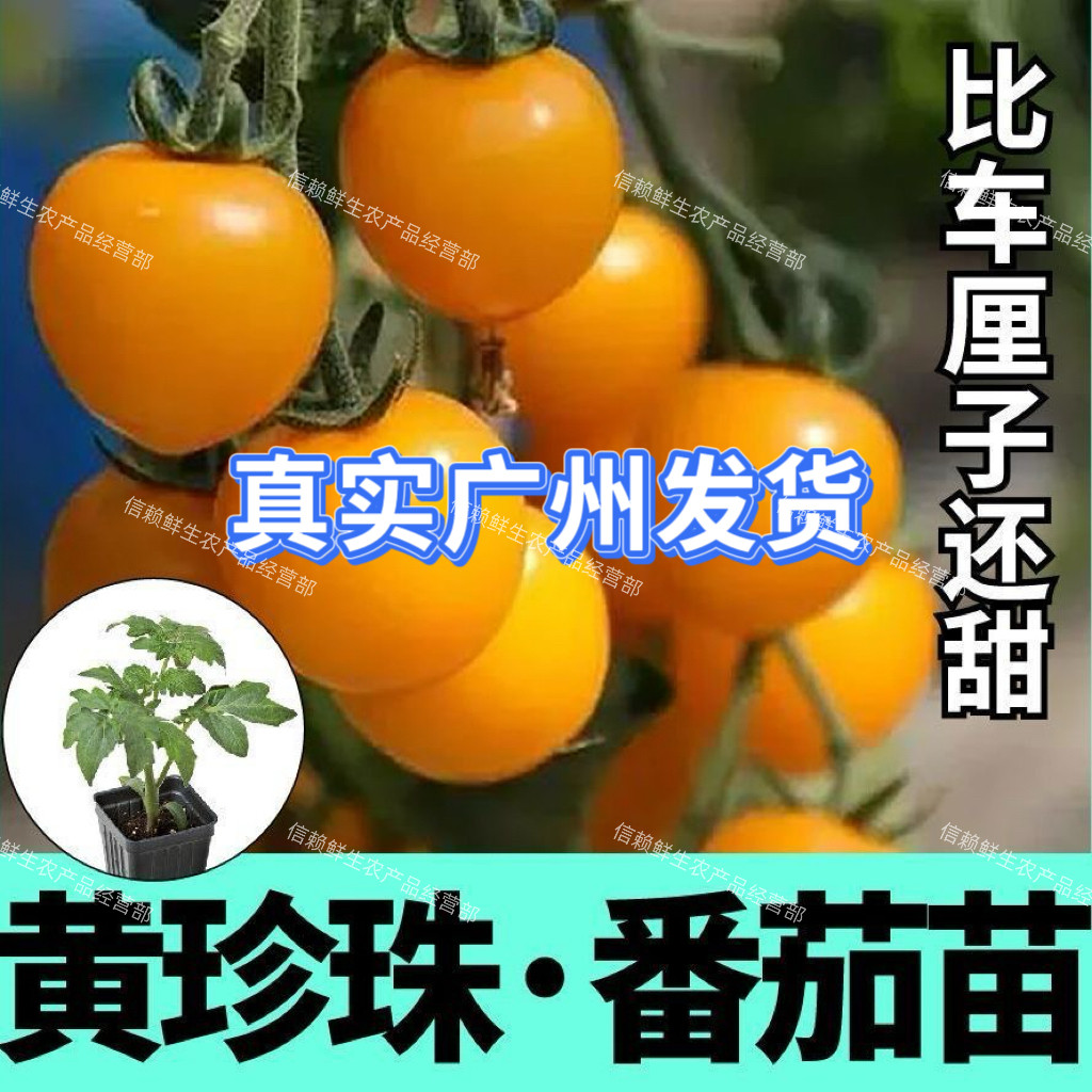 广东黄樱桃小番茄苗30棵黄圣女果5棵水果西红柿种籽当季种植现拔