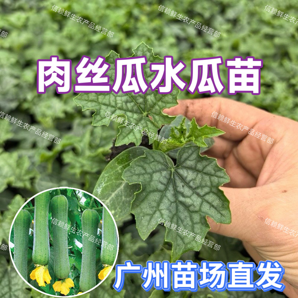 广东水瓜苗短棒肉丝瓜秧苗油皮丝瓜苗高产耐热蔬菜苗阳台庭院农田