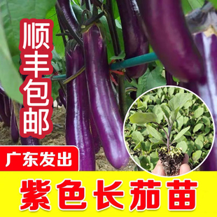 广东茄子秧苗紫长茄子苗青茄子秧苗黑长茄子秧苗阳台庭院顺丰包邮