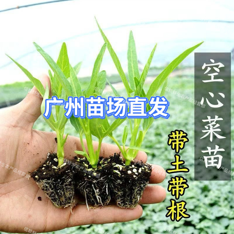 广东柳叶空心菜苗小叶白梗通菜秧苗春夏季种植蔬菜苗现拔现发带土
