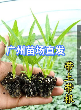 广东柳叶空心菜苗小叶白梗通菜秧