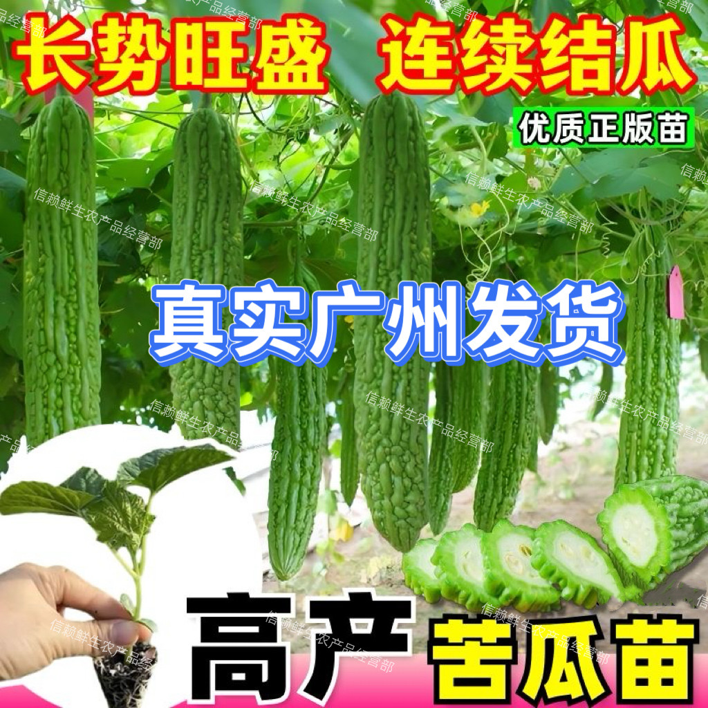 广东苦瓜苗巨丰高档假珍珠凉瓜秧苗高产绿苦瓜秧当季易种带土发货