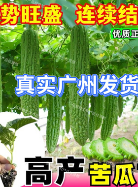 高档假珍珠凉瓜秧苗当季易种带土