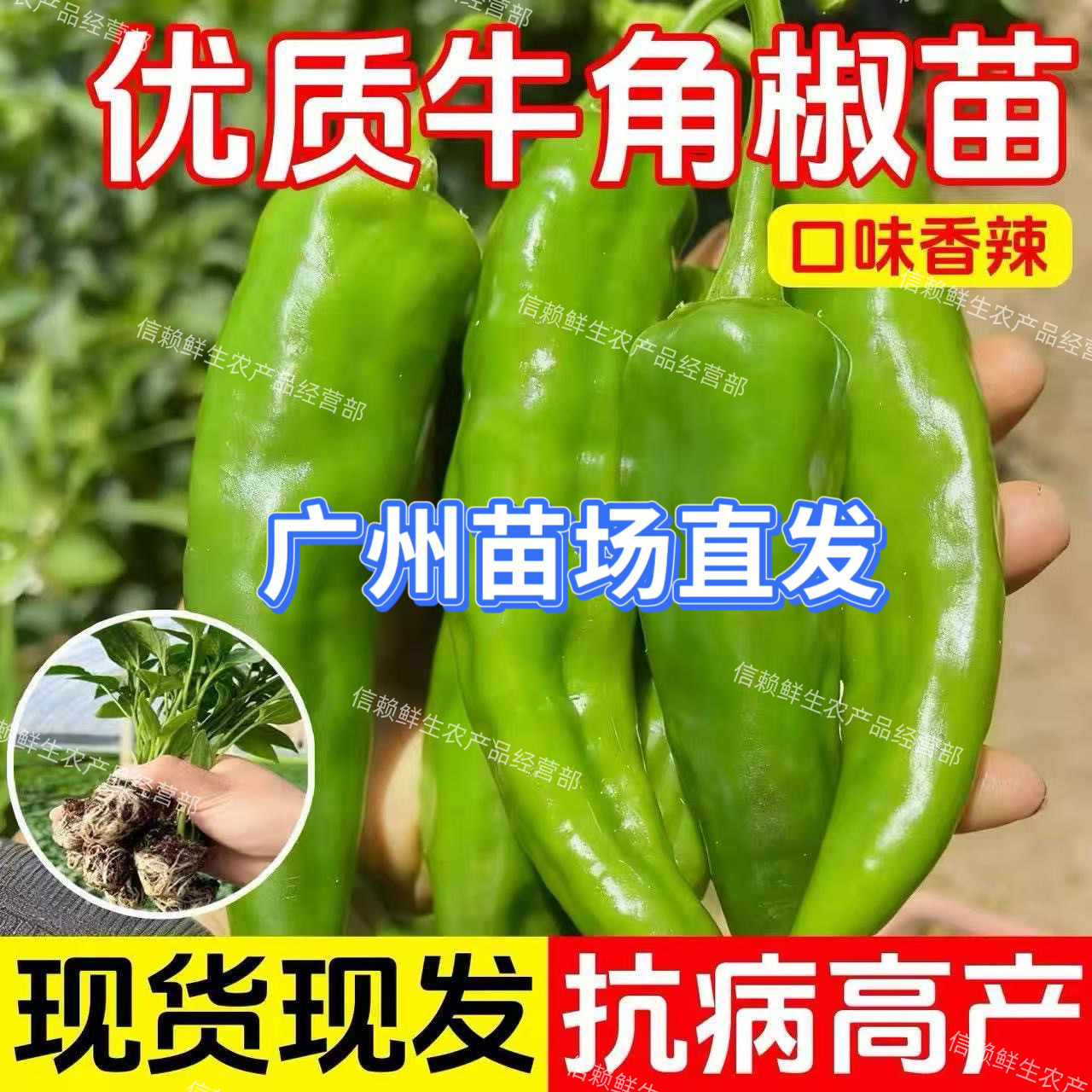 广东牛角椒苗尖椒苗秧微辣香辣羊角尖椒四季阳台盆栽辣椒蔬菜种籽