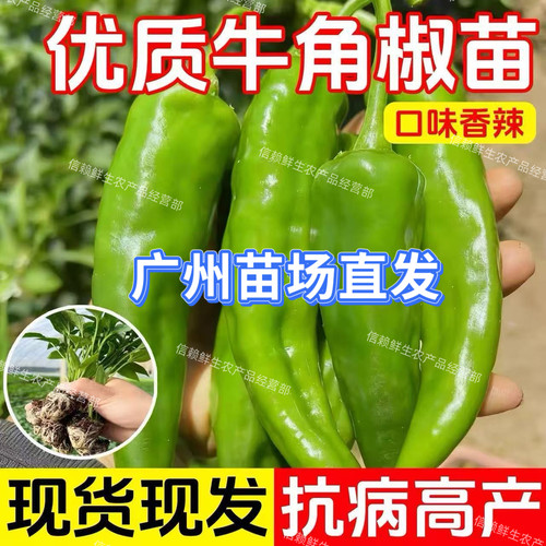 牛角尖椒苗超辣香辣四季阳台盆栽