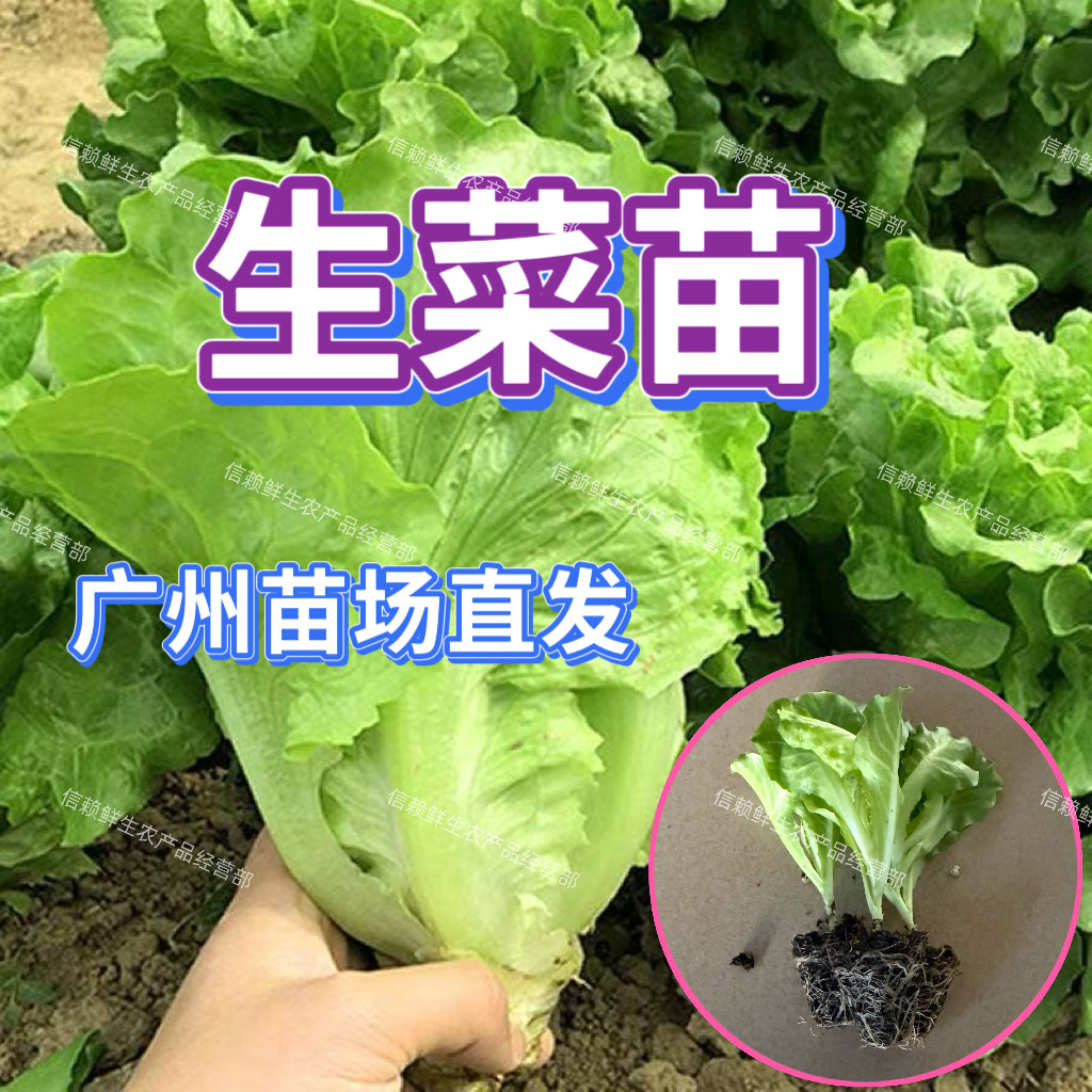 意大利生菜苗秧耐热耐寒带土发货