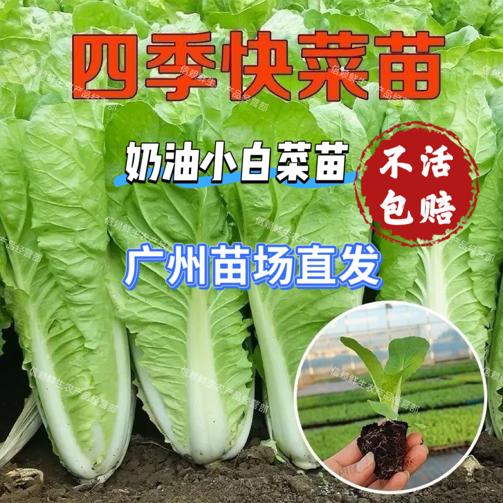 小白菜苗四季快菜秧苗奶油白菜苗