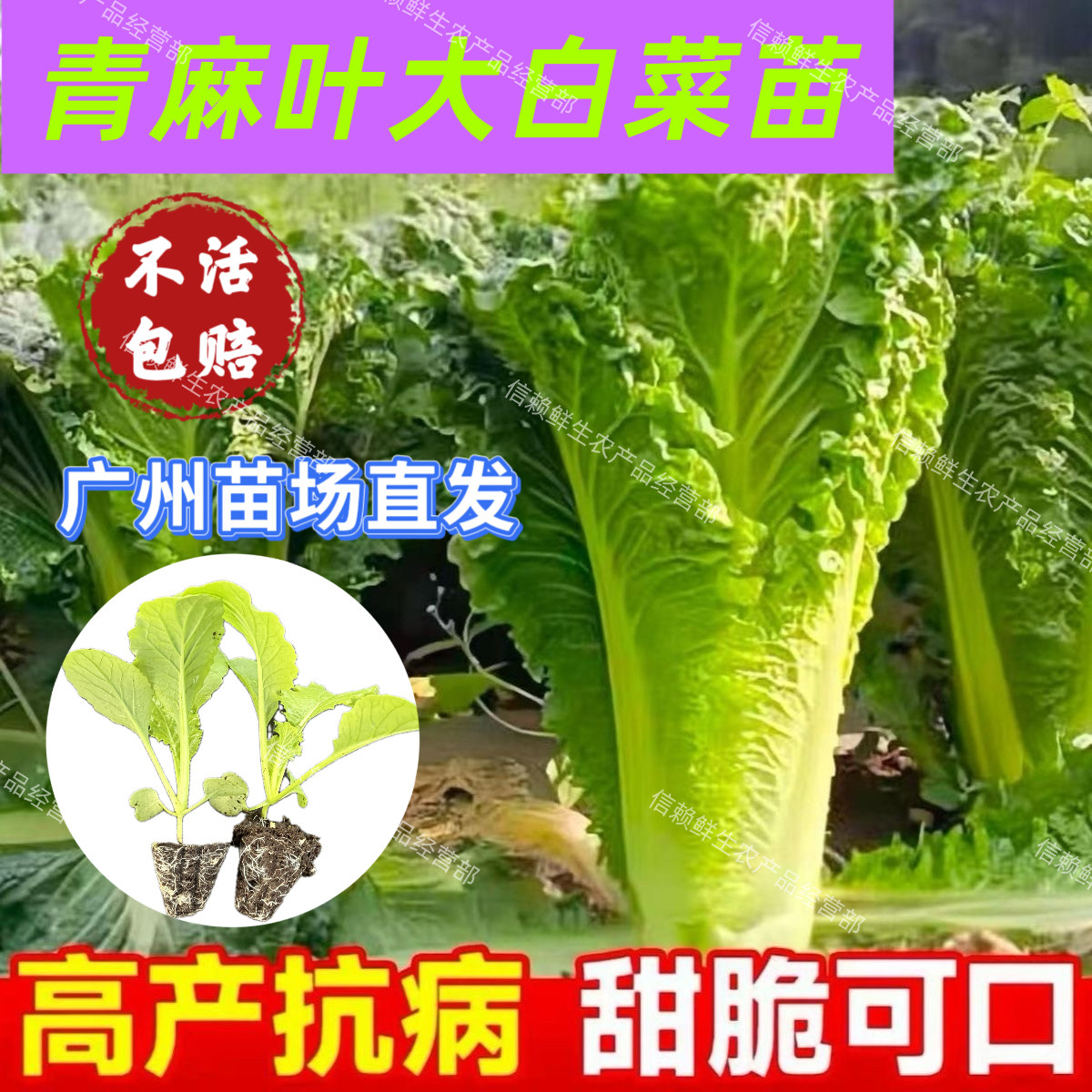 广东大白菜苗青麻叶竹筒菜芽白菜苗当季蔬菜苗秧耐热耐寒带土发货