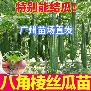 广东丝瓜苗老品种棱角花点丝瓜苗