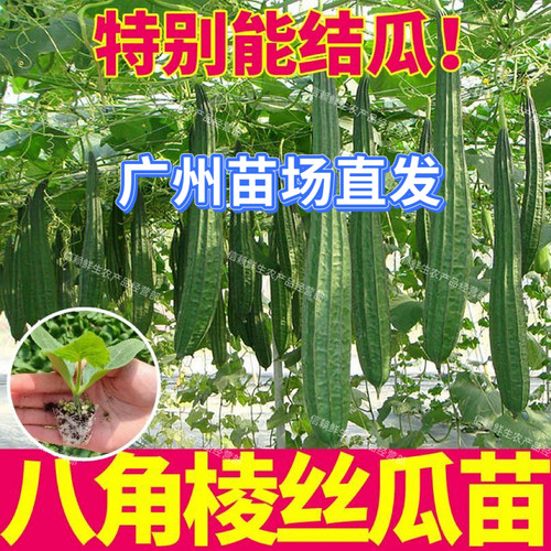 广东丝瓜苗老品种棱角花点丝瓜苗