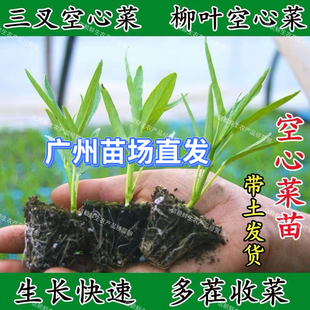 广州柳叶空心菜苗小叶青梗通菜秧苗春夏季种植蔬菜苗现拔现发带土