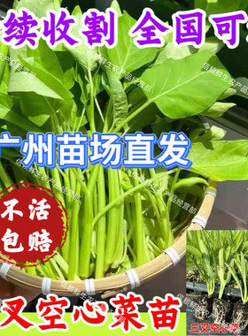 广州大叶空心菜苗三叉青梗通菜秧苗春夏季种植蔬菜苗现拔现发带土