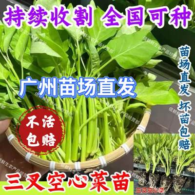 广州大叶空心菜苗三叉青梗通菜秧苗春夏季种植蔬菜苗现拔现发带土