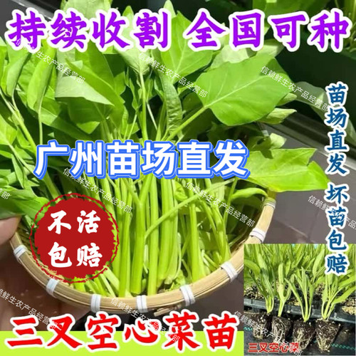 广州大叶空心菜苗三叉青梗通菜秧苗春夏季种植蔬菜苗现拔现发带土
