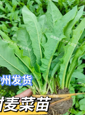 广东圆叶甜麦菜苗尖叶软苦麦秧苗