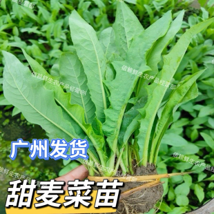 广东圆叶甜麦菜苗尖叶软苦麦秧苗蔬菜苗易种带泥新鲜现拔发货
