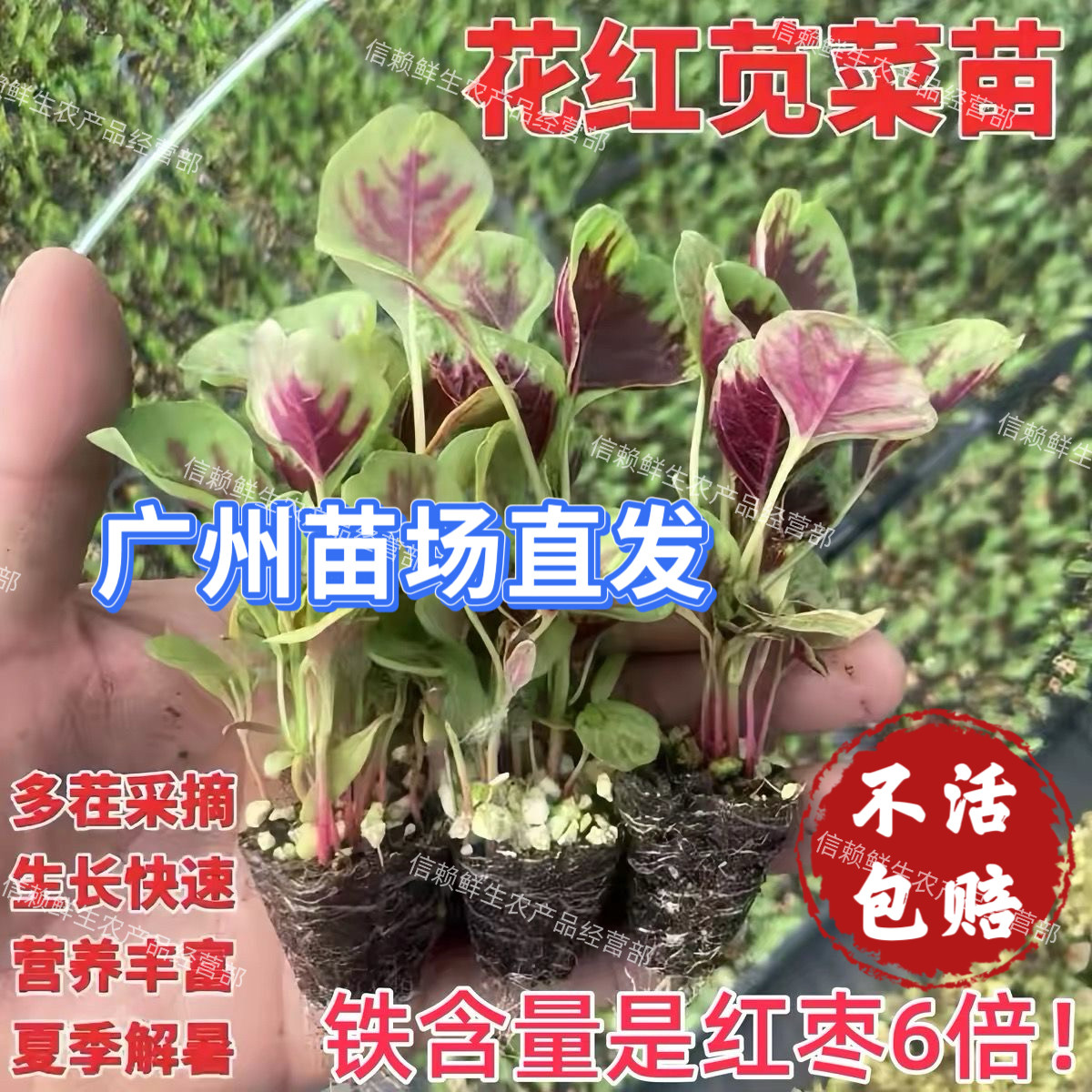 红苋菜苗广东圆叶花红苋菜秧苗汉菜苗简单易种阳台盆栽农田带土球