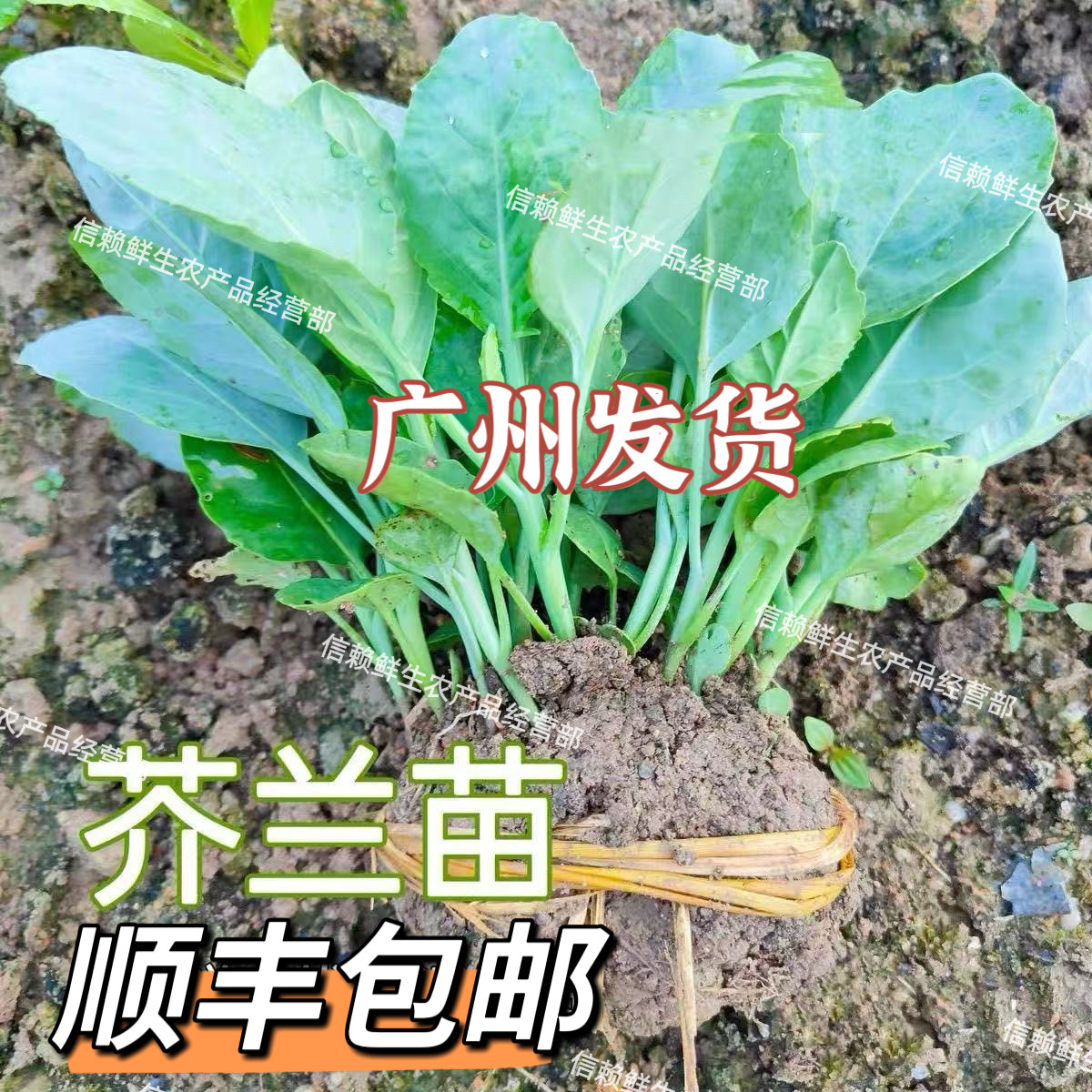 广东芥兰苗香脆芥兰秧苗当季种植甜心绿芥蓝菜秧家庭阳台顺丰包邮,鲜花速递/花卉仿真/绿植园艺,绿植,淘宝优惠券,粉丝福利购,淘宝优惠卷