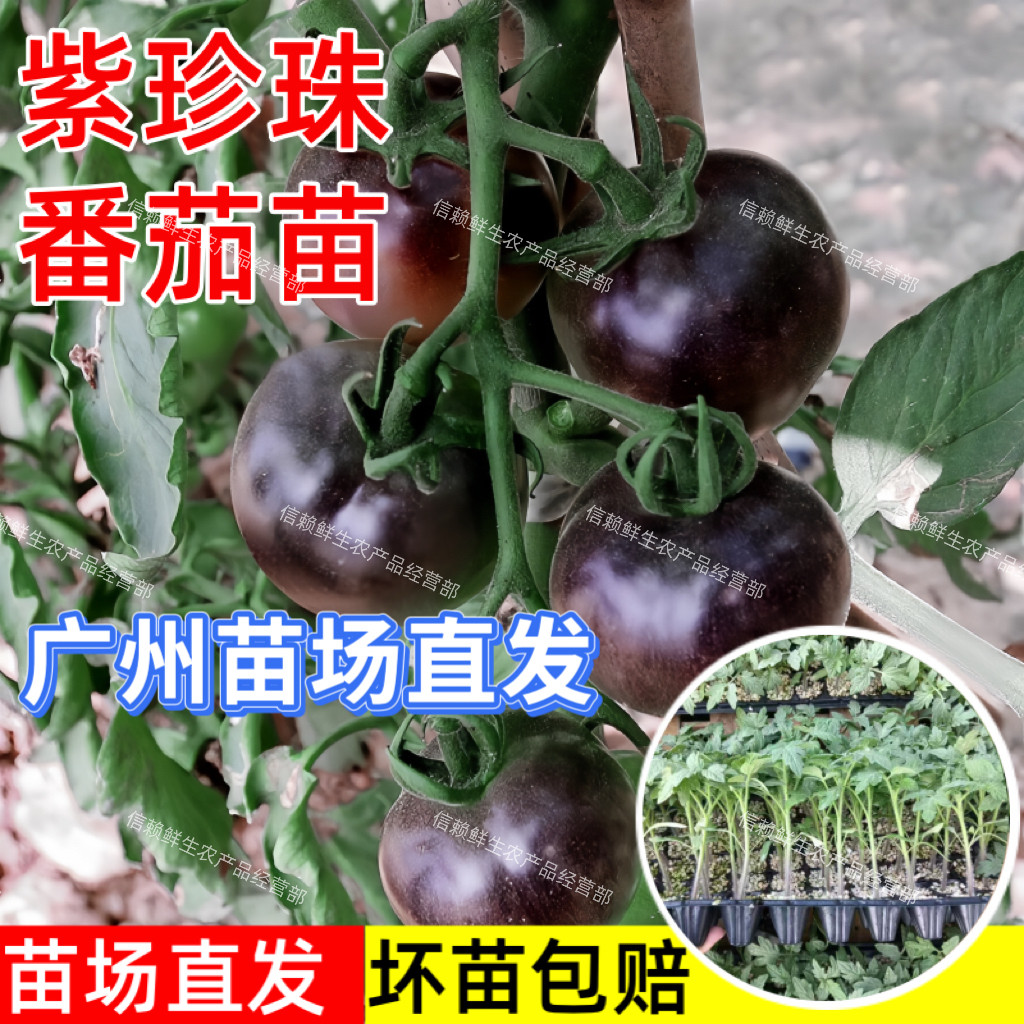 广东紫珍珠小番茄苗黑圣女果苗高产易种水果樱桃小西红柿阳台盆栽