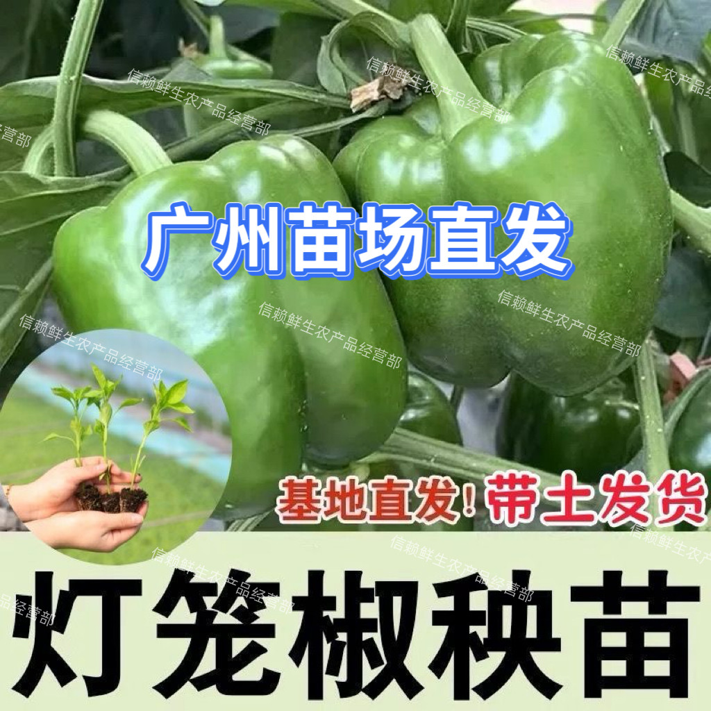 灯笼椒苗绿圆椒秧甜椒青辣椒种苗四季庭院蔬菜苗家庭小院现拔现发