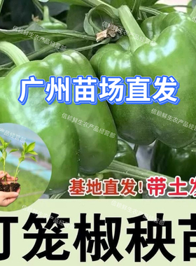 灯笼椒苗绿圆椒秧甜椒青辣椒种苗四季庭院蔬菜苗家庭小院现拔现发