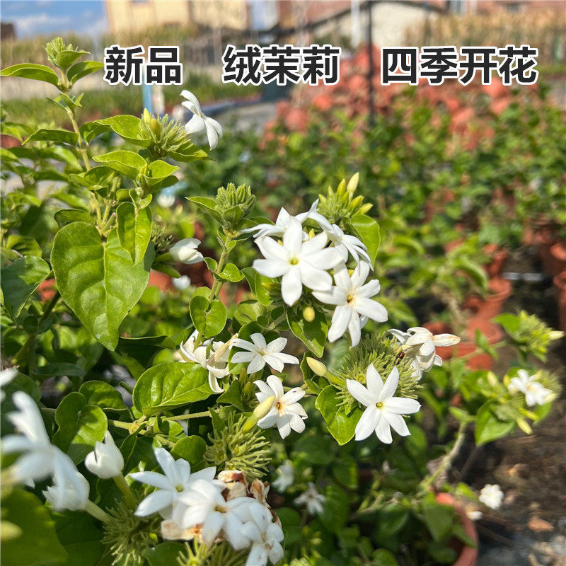 新品 绒茉莉 四季开花 大花期10-4月