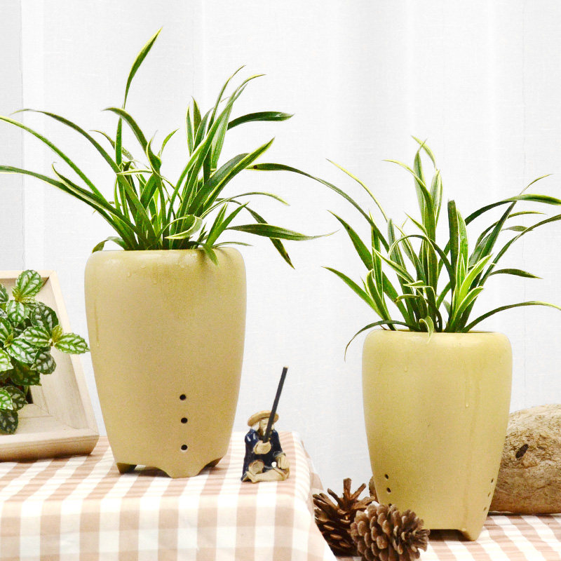 兰花绿植盆栽室内桌面窗台开花净化空气观赏时令花卉植物