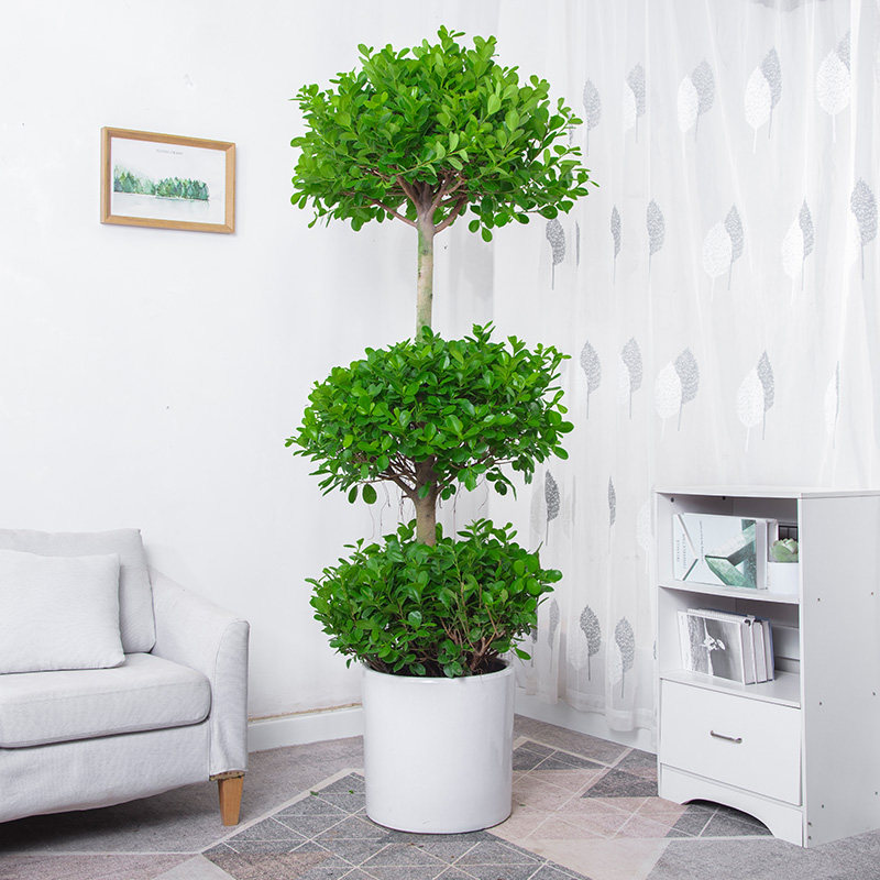 火山榕盆栽 摇钱树盆景造型办公室家居净化空气绿植除甲醛植物