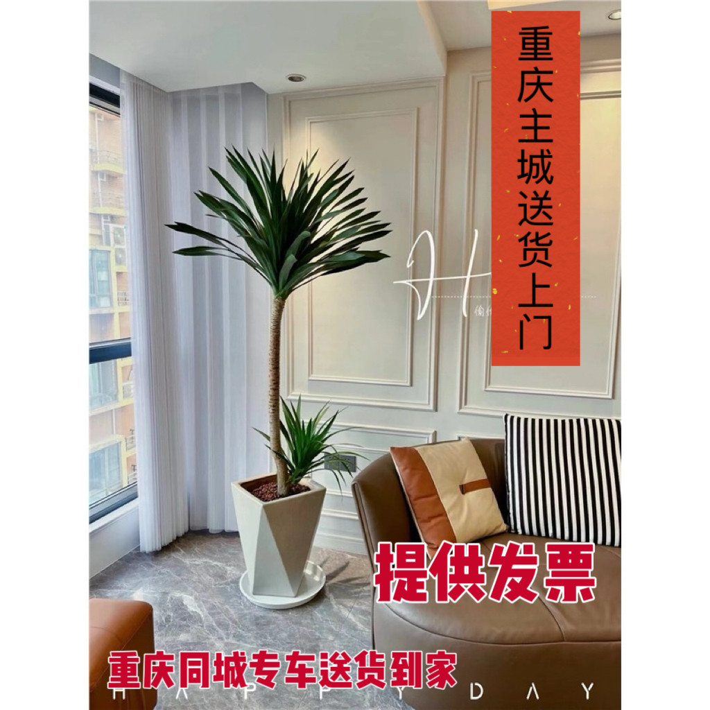 重庆太空铁造型龙血树大型室内盆栽客厅植物办公室绿植荷兰