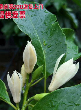 黄桷兰黄果兰黄角兰白兰花树苗/绿植盆栽阳台限重庆满200发货