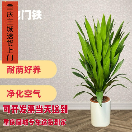 也门铁盆栽铁树盆景客厅办公室内阳台植物好养盆栽四季常青重庆