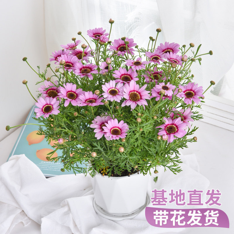 玛格丽特菊花盆栽好养活耐寒阳台及庭院开花带花苞适合新手