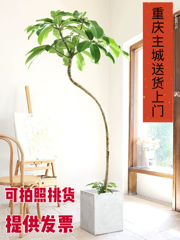 造型大叶伞保造型大叶伞保