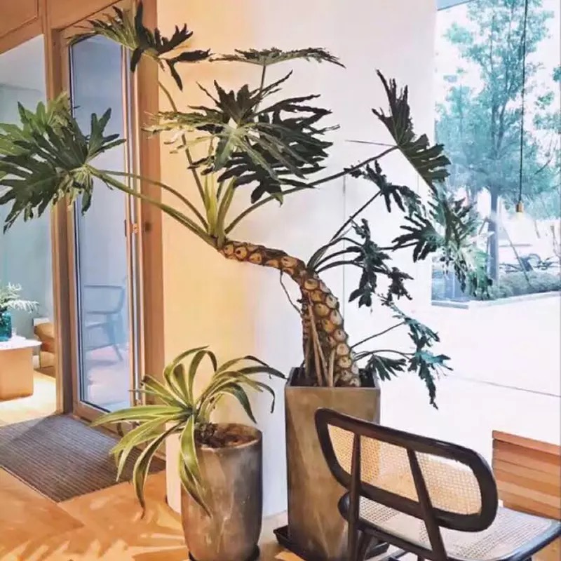 【龙鑫】老桩鳞春雨麒麟羽盆
