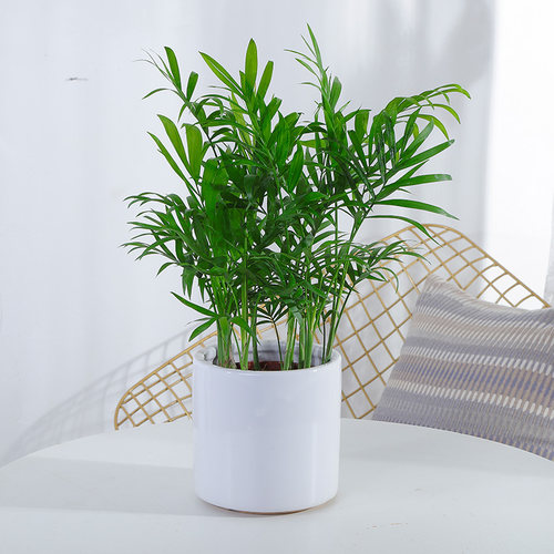 袖珍椰子盆栽 小植物椰子树办公桌面绿植前台文雅小盆景