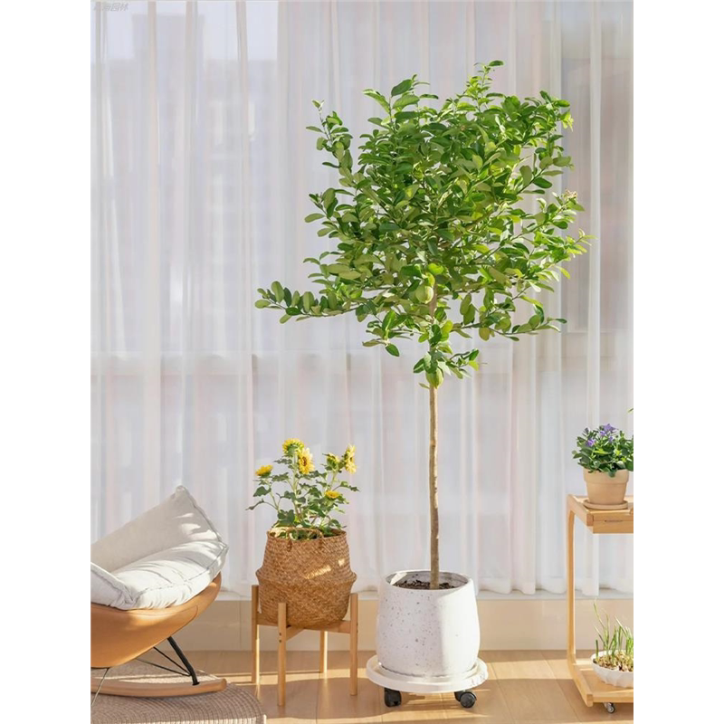 柠檬树盆栽室内大型绿植带果发货客厅办公室香水柠檬四季常绿好养