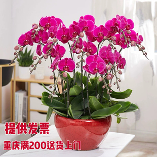 蝴蝶兰鲜花盆栽带花大盆室内真花带花苞双花剑同城特级高档年宵花