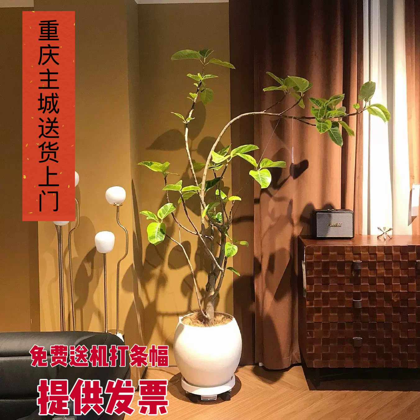 重庆黄金榕花叶橡皮树盆栽青叶富贵榕办公室客厅花卉植物室内绿植