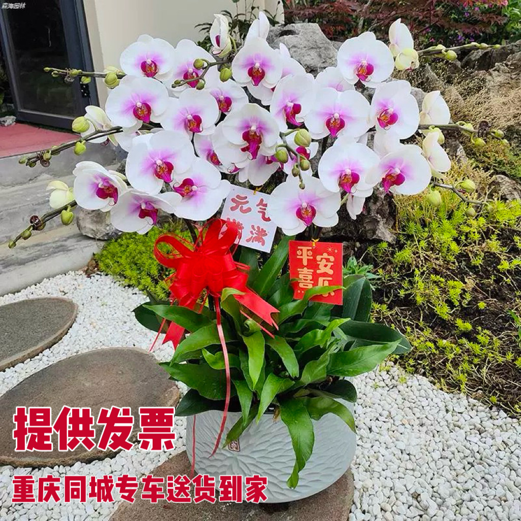 蝴蝶兰盆栽带花出售 室内开业乔迁植物年宵花卉兰花 重庆送货上门