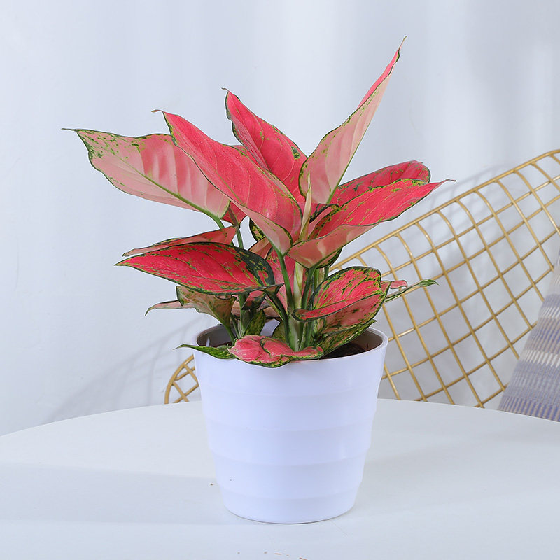 吉祥如意盆栽 彩叶办公室室内外桌面前台花叶美观净化空气植物