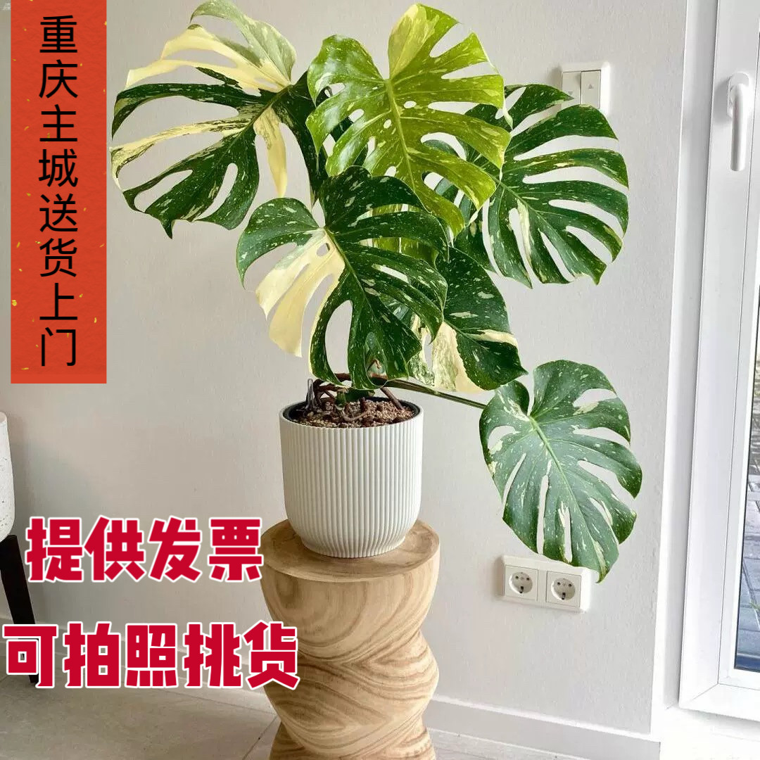 洒金龟背竹 好养泰国进口小众老桩盆栽绿植 重庆同城配送