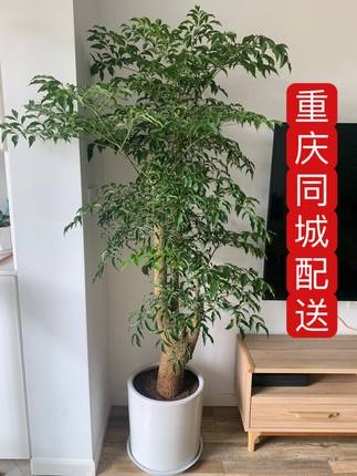 幸福树/大盆栽/室内外植物/大型绿植/花木/福贵树/美化环境