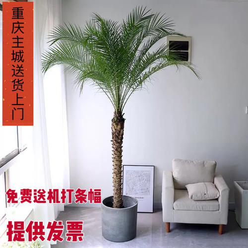 重庆针葵树盆栽大型绿植物办公室内客厅椰子棕榈好养网红轻奢落地
