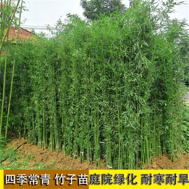 重庆竹子苗庭院室内盆栽毛竹黄金竹罗汉竹金镶玉紫竹青竹带土四季