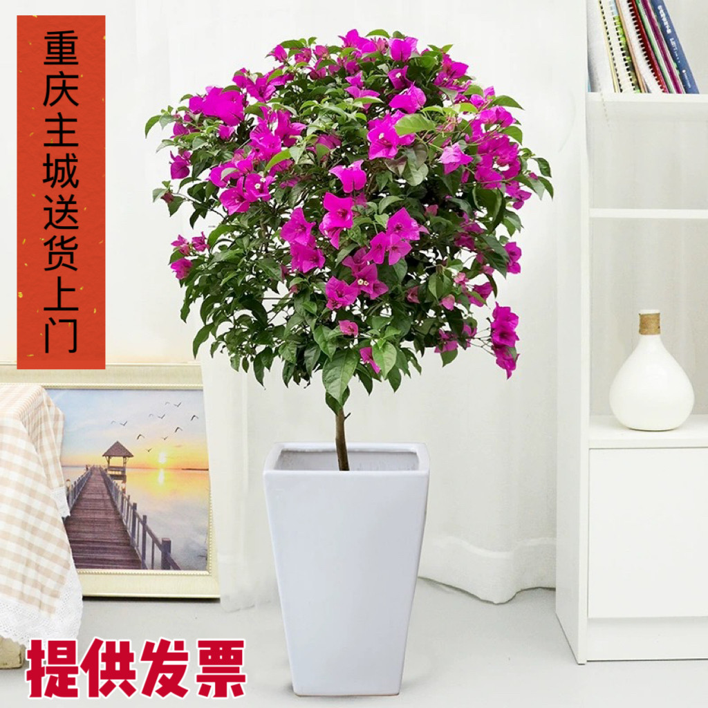 重庆紫色三角梅红三角梅棒棒糖树形院四季植物绿植植物花阳台花园