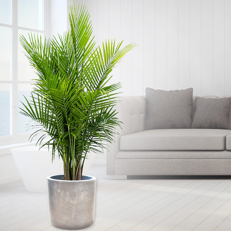 国王椰子/净化空气/去甲醛/大型盆栽花卉/商场酒店公司大厅/重庆