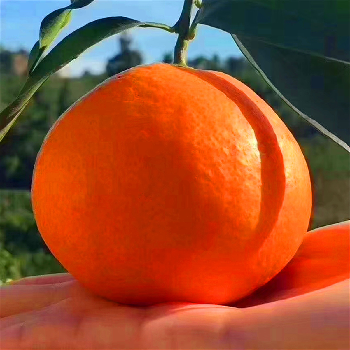 【高回购榜顺丰】果冻橙新鲜水果