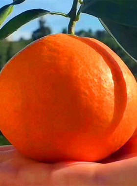 顺丰四川爱媛38号果冻橙孕妇桔子手拨橙子当季新鲜水果特大送礼盒